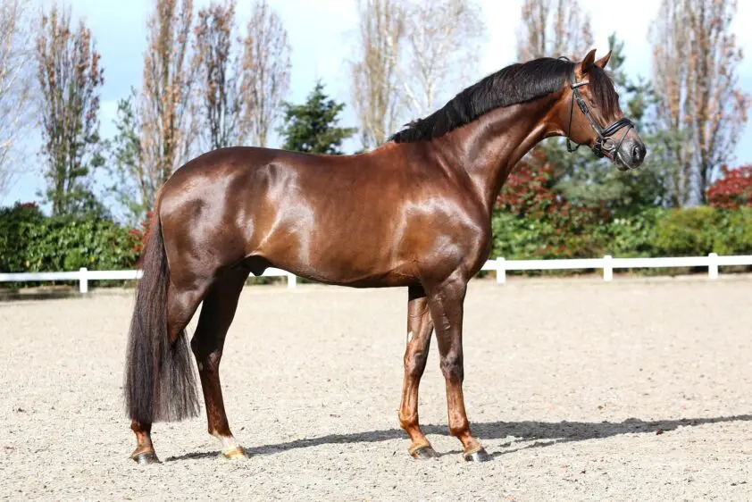 Emmelie Scholtens: ‘Dutch Dream is heel talentvol’ featured image