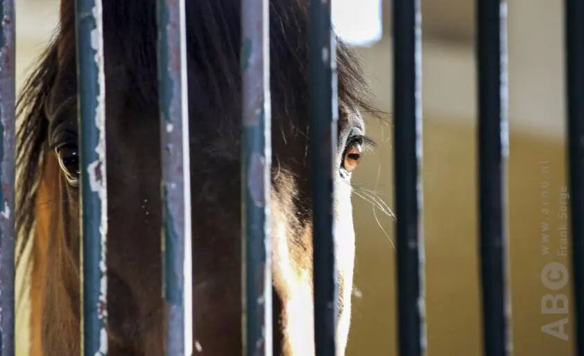 Vrouw aangeklaagd voor massale paardenverkoop naar buitenland met vervalste documenten featured image