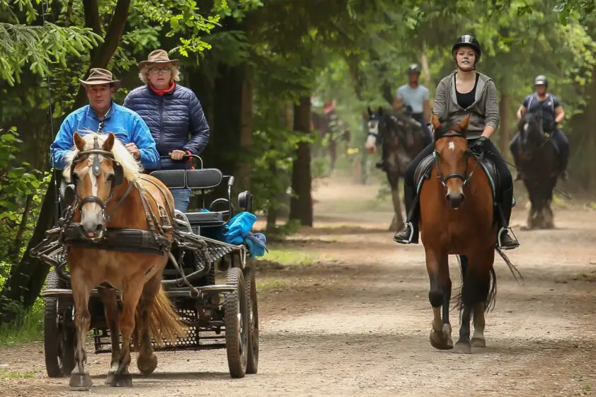 Paarden4daagse Epe moet stoppen door natuurregelgeving featured image