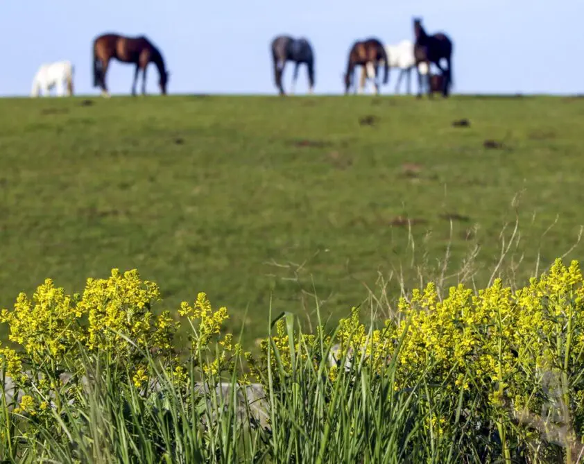 Jachtverbod en boete van 1.200 euro voor man die eigen paarden per ongeluk afschoot featured image