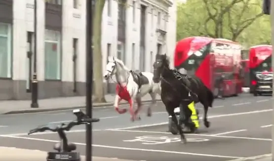 Video: Paarden op hol in centrum Londen, één ernstig bebloed featured image