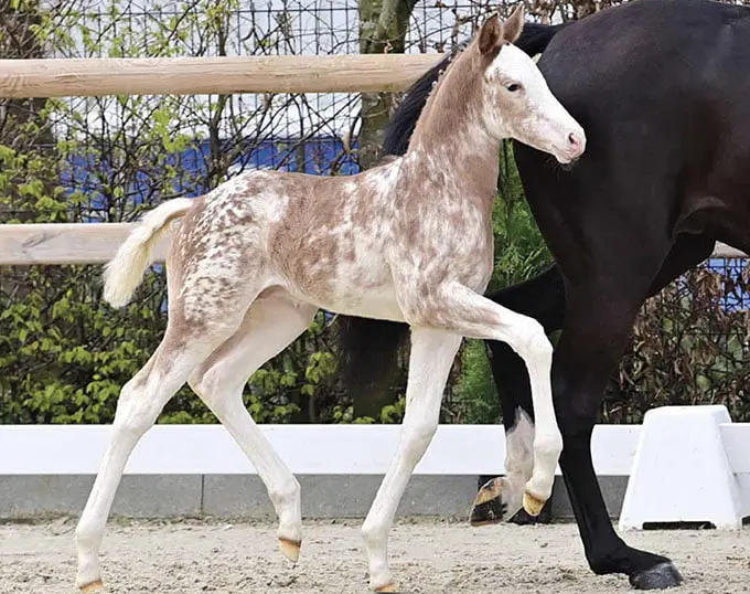 Horses & Dreams: 52.000 euro voor apart getekend Esquin White-hengstveulen featured image