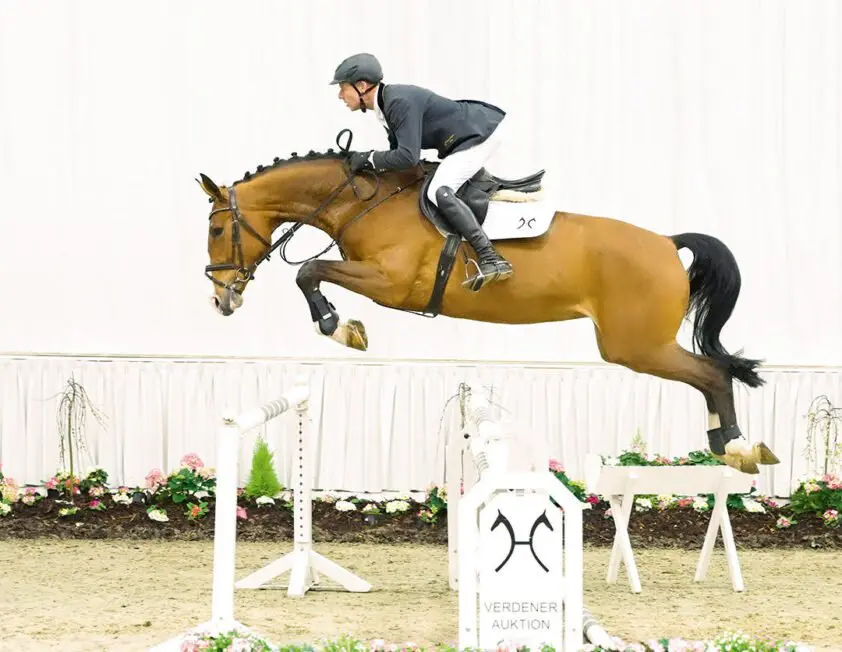 Verden Online Auction: 55.000 euro voor zesjarige merrie Carla Mia featured image