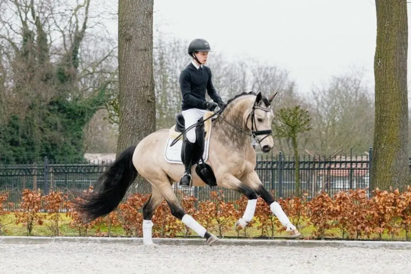 Premiehengst Golden Star G verkocht featured image