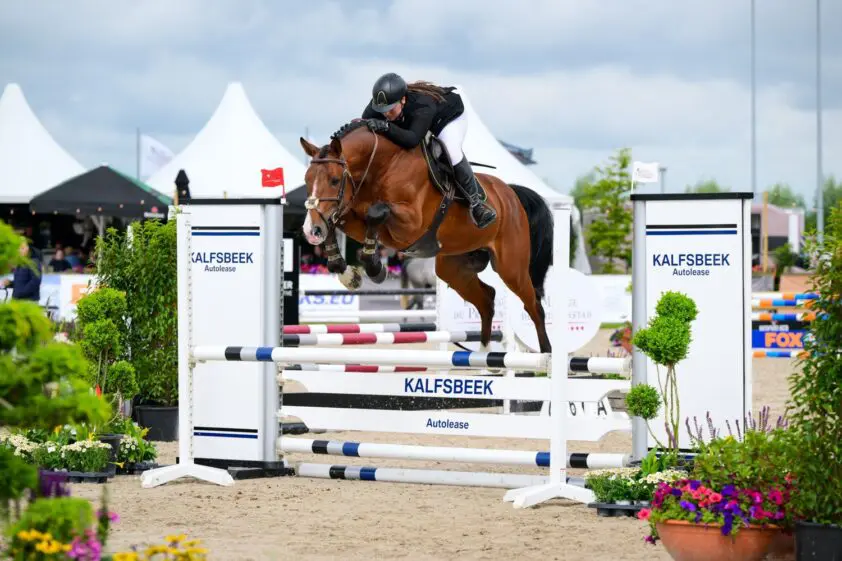 Twee paarden van Black Horse bovenaan in VWF-rubriek voor vierjarigen featured image