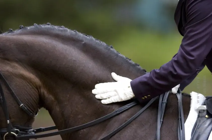 Faculteit Diergeneeskunde onderzoekt relatie tussen mens en paard featured image