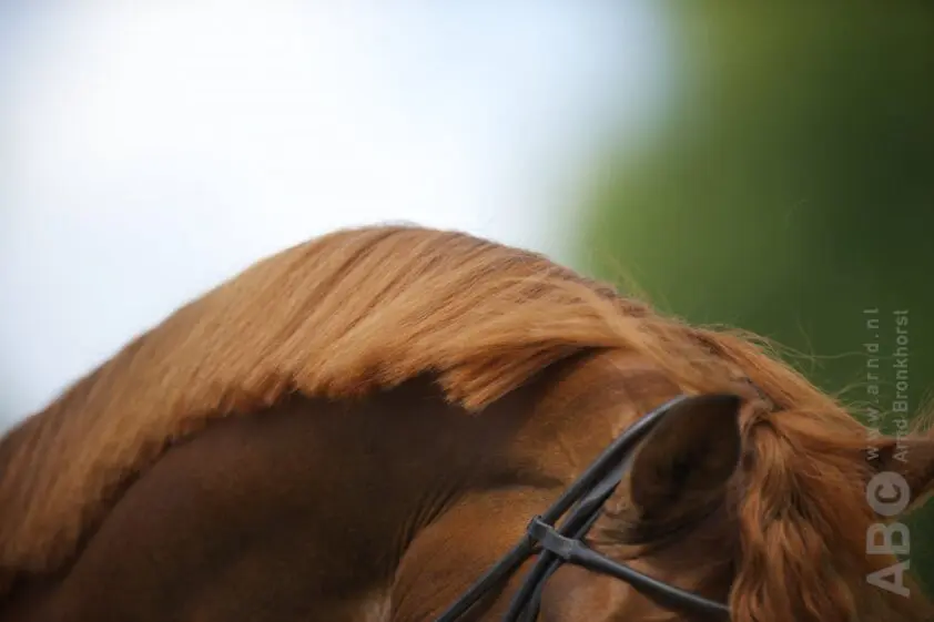 ‘Voor brave paarden hebben mensen geld over’ featured image