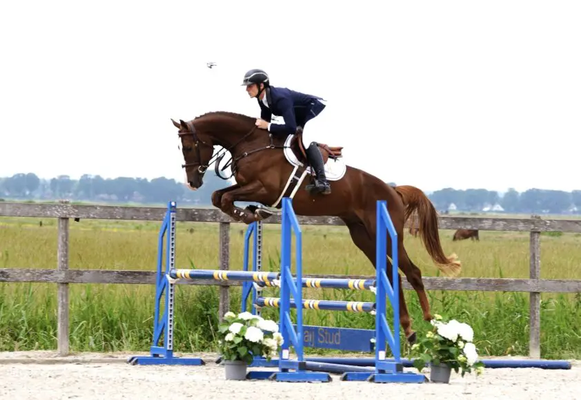 Waaij Stud en Karel Cox Stallions presenteren Like Ermitage Optimus WS KCX featured image
