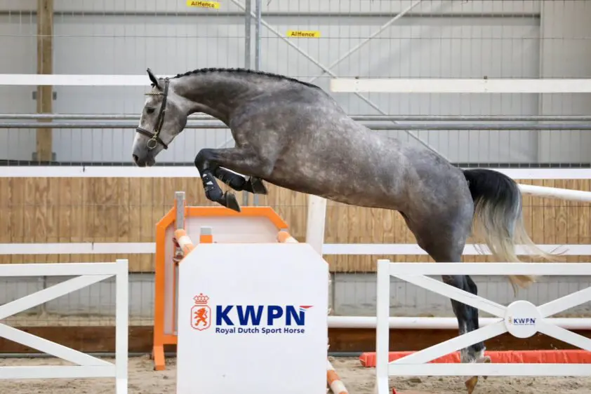 CK JongKWPN: Roqaya Turfhorst naar NMK, TP-veulen Bear van den Arendshoeve dagkampioen featured image