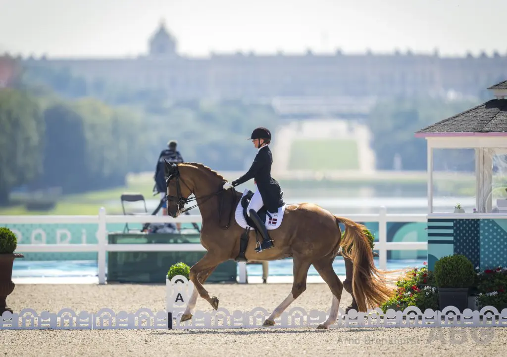 Blue Hors-paarden gaan weer op concours: ‘We zien een positieve ontwikkeling’ featured image