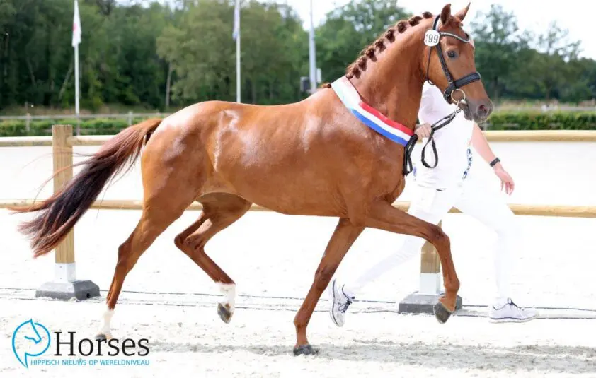 CK Exloo: Kampioenen van Desperado, Grandorado, Bon Courage en Camargo featured image