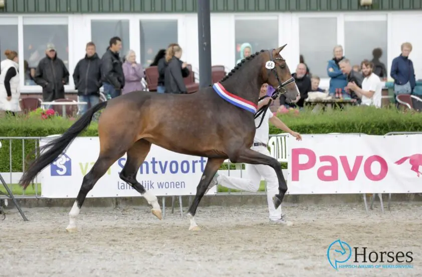 Volle zus Jameson RS2 mag eer Noord-Holland hoog houden op NMK featured image