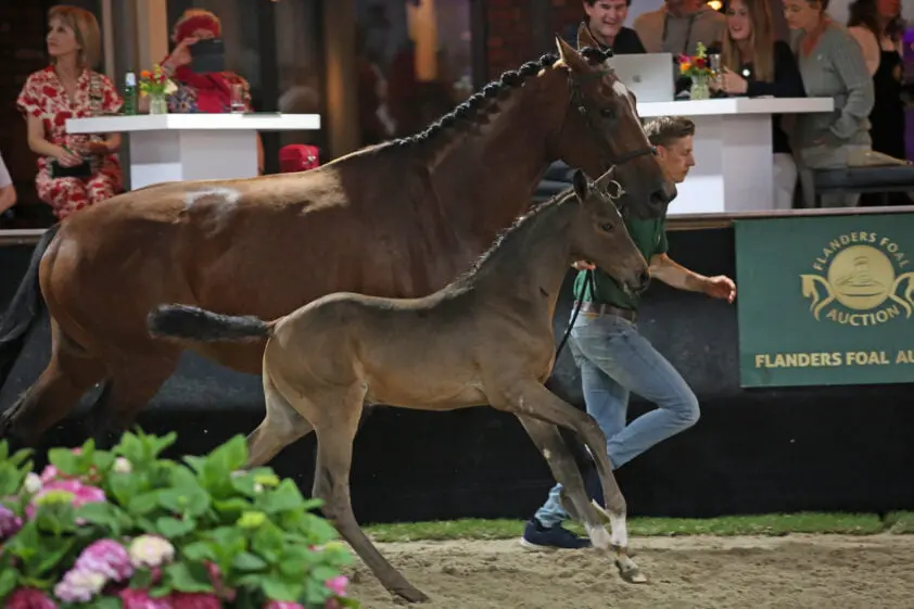 Flanders Foal Auction: Catoki-zoon voor 42.000 euro naar Olympische ruiter featured image