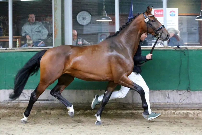 NRPS-keuring West: Kampioenen van Gameboy en Milford VDL featured image