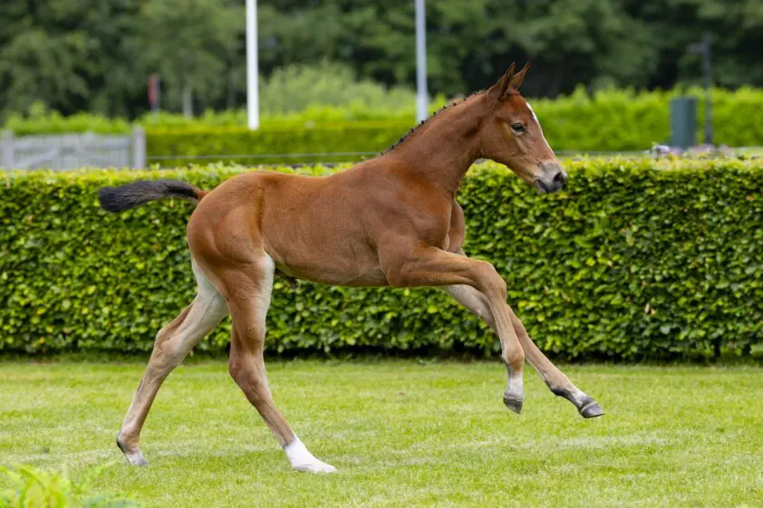 De Wolden Summer Sale: Veilingtopper Uriena T voor 22.000 naar Canada featured image