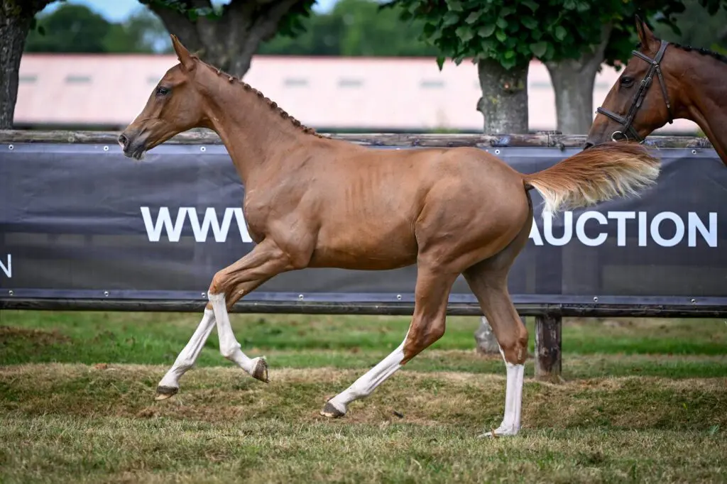81.000 euro voor Heartbreaker x Kannan bij Stephex featured image