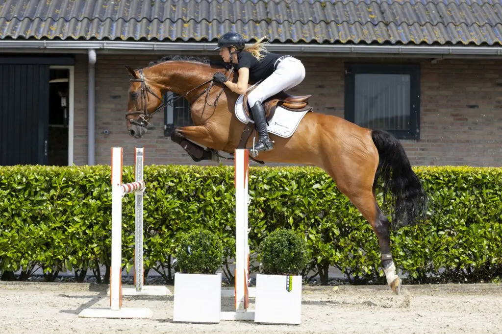 Youhorse.auction: 38.000 euro voor Primero HH van de Ruiter featured image