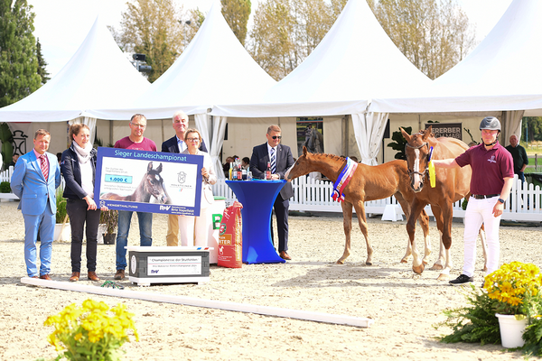 Dinken, Cahil en For Romance I leveren kampioenen Holsteiner Landesfohlenchampionat featured image