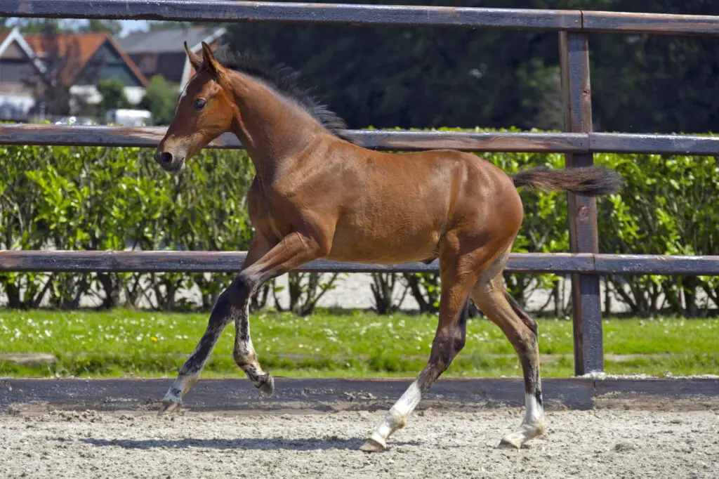 15.000 euro voor Stakkato Gold-fokmerrie bij Youhorse.auction featured image
