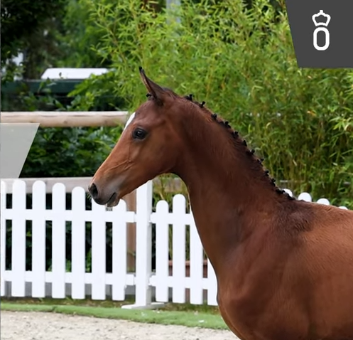 Oldenburger Elite veulenveiling: 74.000 euro voor My Blue Horse Santiano-zoon featured image