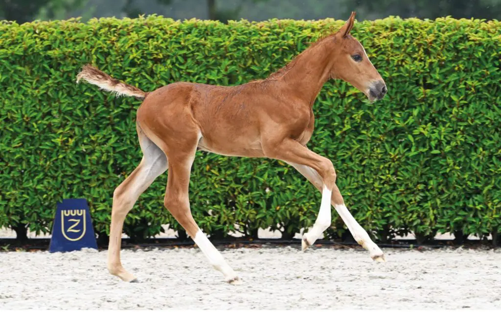 Z Quality Auction: Twee veulens over ton, gemiddeld dik 43.000 euro featured image