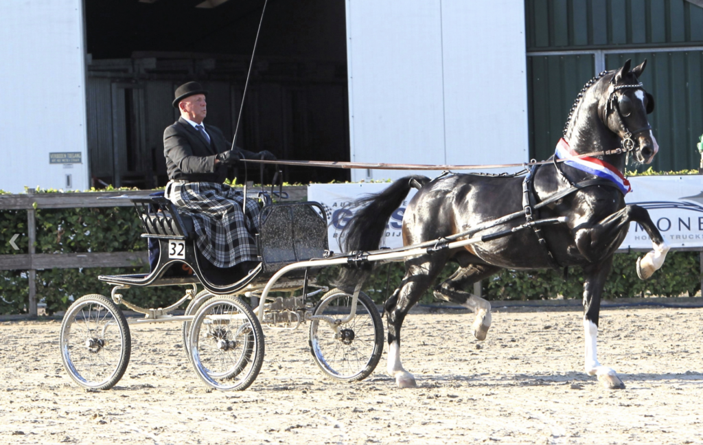 Oberon voor tweede jaar op rij hoofdleverancier tuigpaardveulens featured image