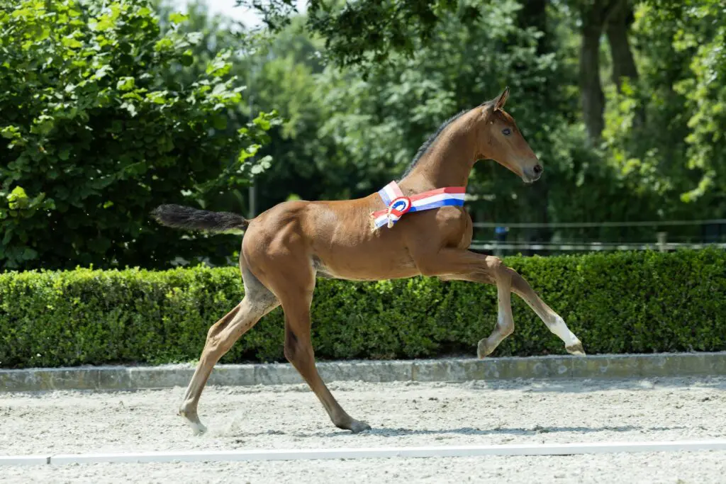 Midden-Nederland presenteert sterke 22ste collectie! featured image