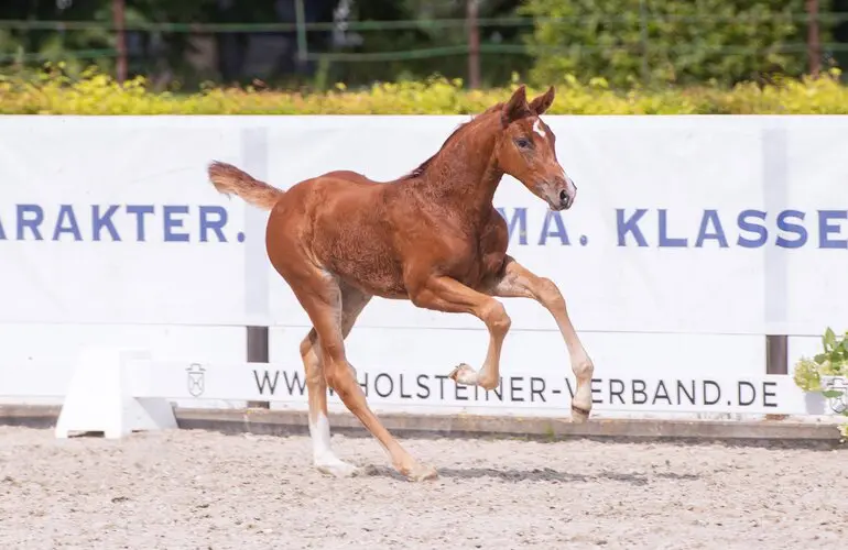 50.000 euro voor merrieveulen van Mylord Carthago uit halfzus Tobago Z featured image