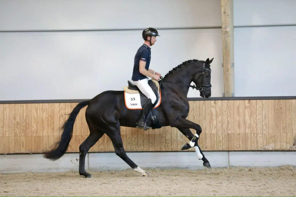 Emiel ten Bosch: ‘Goed geteste EPTM-merrie voor mij meer waard dan sportmerrie’ featured image
