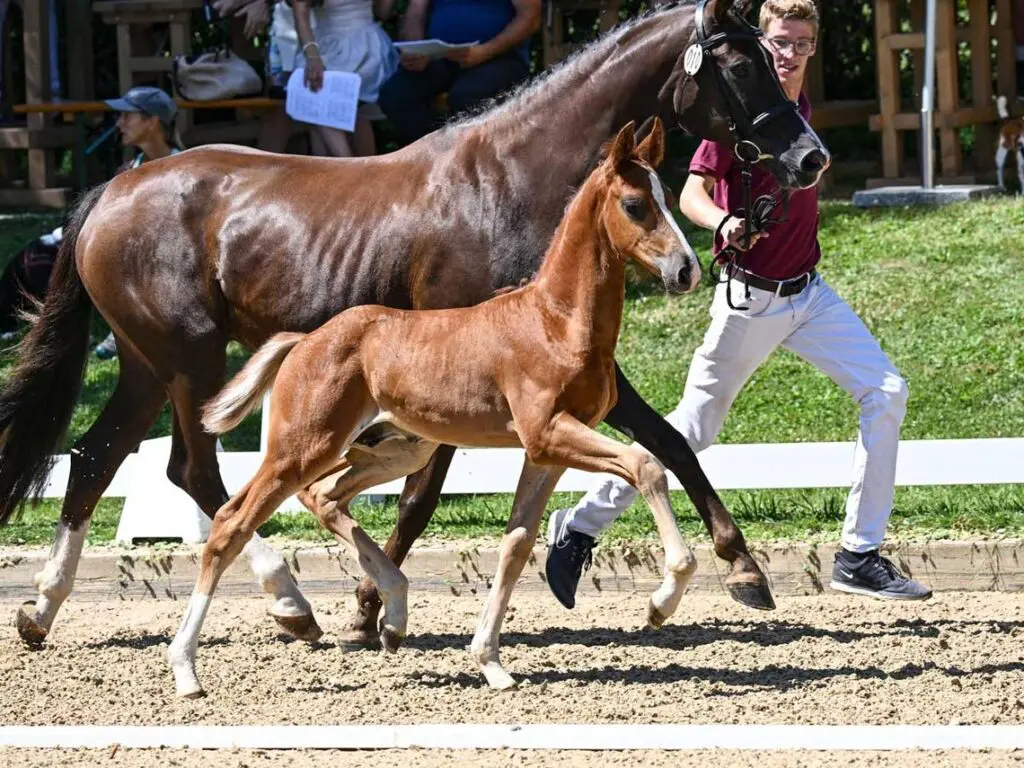 Opnieuw veilingtopper voor Extreme U.S. featured image