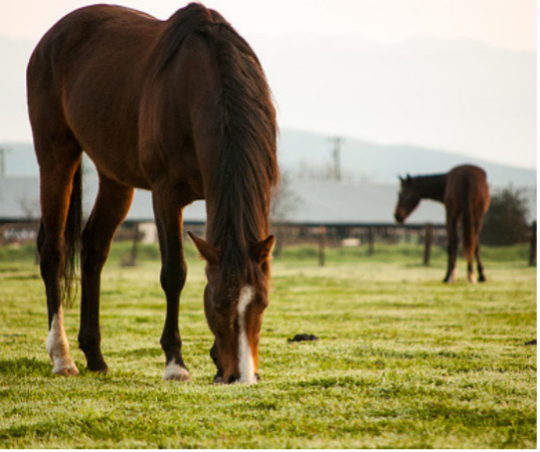 Uw paard beschermen tegen kleine rode bloedwormen? featured image