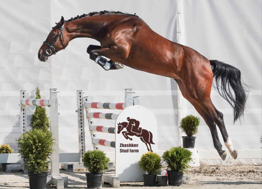 66.000 euro voor duurste paard op ‘Cornet Obolensky-veiling’ featured image