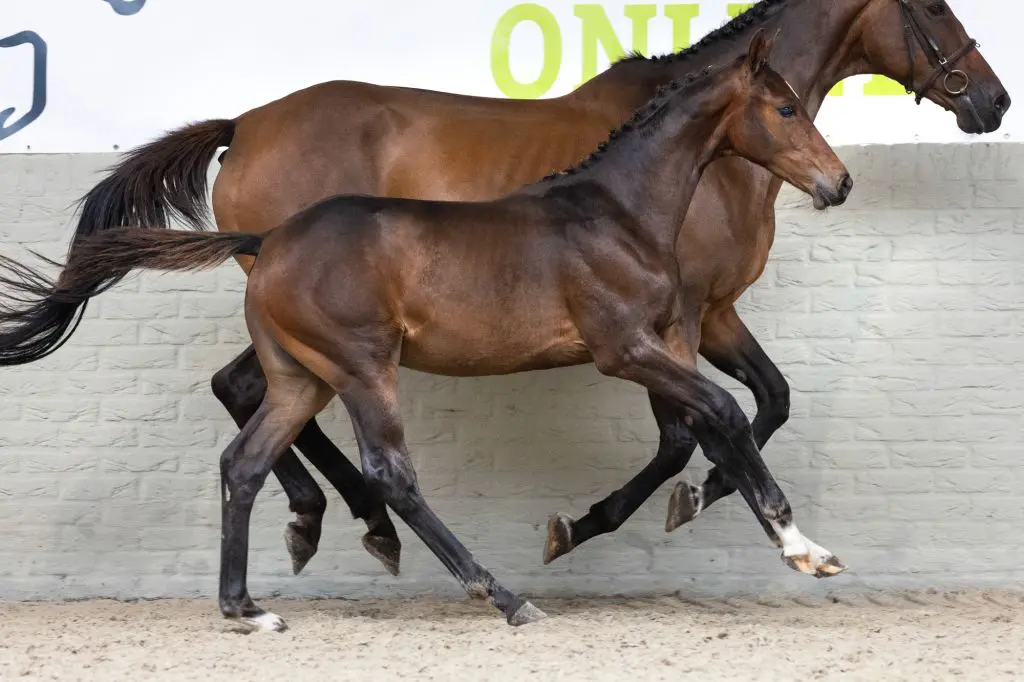 Kracht, techniek en snelheid: unieke bloedlijnen in nieuwste veulen collectie van Paardenveilingonline featured image