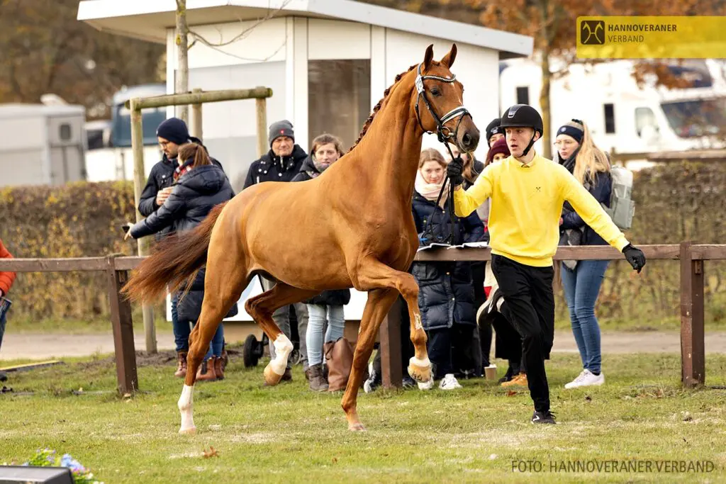 HK Hannover: Donkey Boss x Don Olymbrio L koning van de Hannoveraanse keuring featured image
