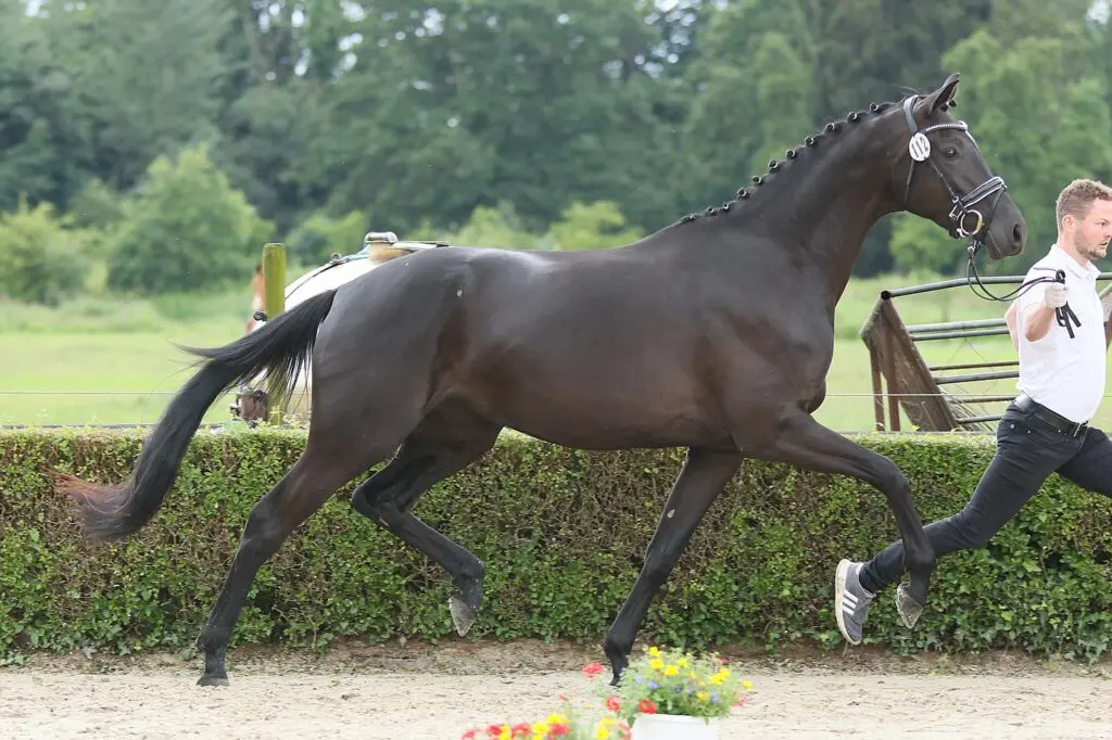 Millennium-merrie Ibiza’s Highlight kampioene in Trakehnen featured image