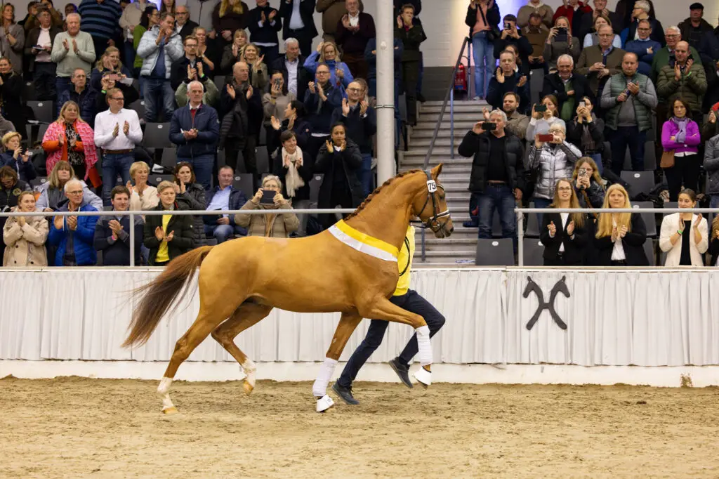 Enkele uitzonderlijke hengsten maken Hannoveraanse keuring featured image