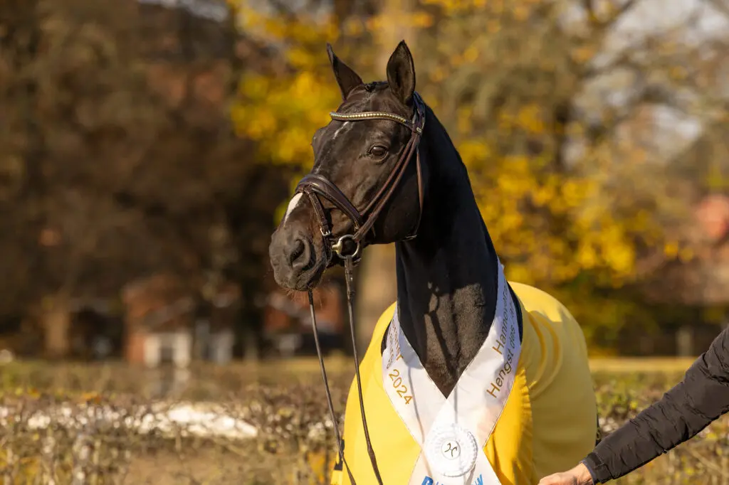 Benetton Dream FRH is Hannoveraner Hengst van het Jaar featured image