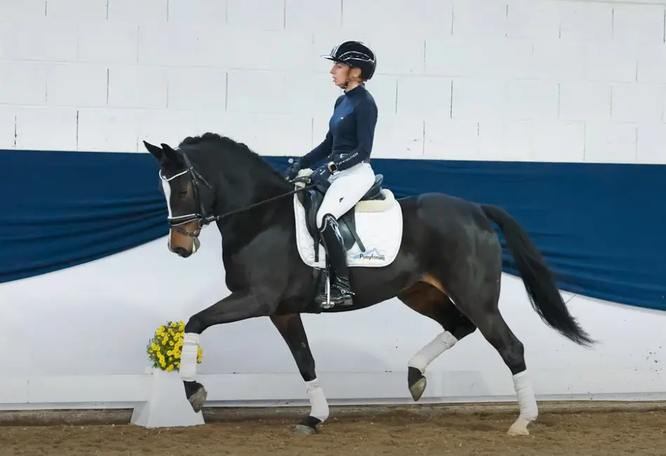 Nederlandse Crystal Bloemendael veilingtopper bij Ponyforum featured image