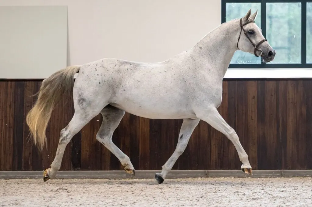 Nieuw: Belgian Mare Auction met waardevolle fokmerries featured image