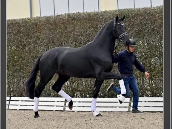 Zantana-kleinzoon Grey Tonic beste dressuurhengst in eerste Duitse minitest in Verden featured image