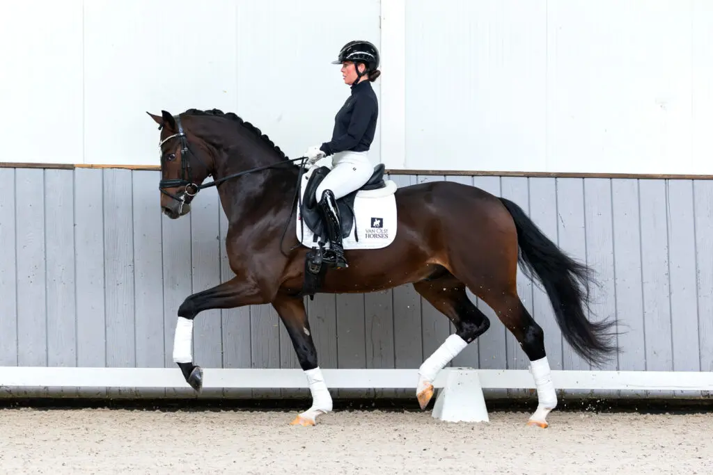 Koop nu uw nieuwe jonge ster op de ‘Van Olst Sales Online’ featured image