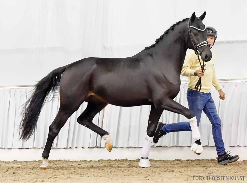 Hannover: 20.000 euro voor jonge hengst van Total Diamond PS featured image