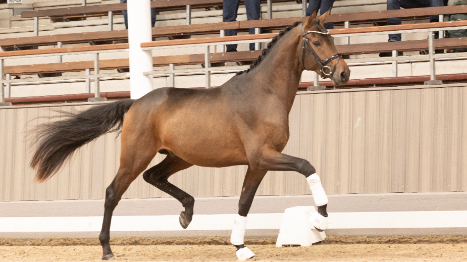 Trakehner-kampioen Havertz voor 420.000 euro naar Sprehe, Zauberbaron voor 180.000 euro naar Jan Anker featured image