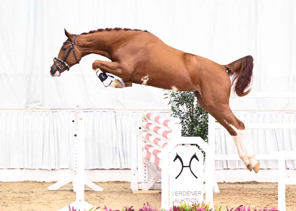 HK Hannover: 195.000 euro voor premiehengst van Arezzo VDL featured image