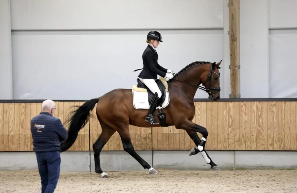 VO KWPN: Twee dressuurhengsten naar huis featured image