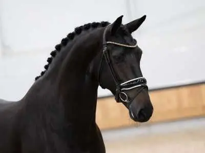 KWPN Broodmare Auction: 24.000 euro voor Ironman-dochter featured image