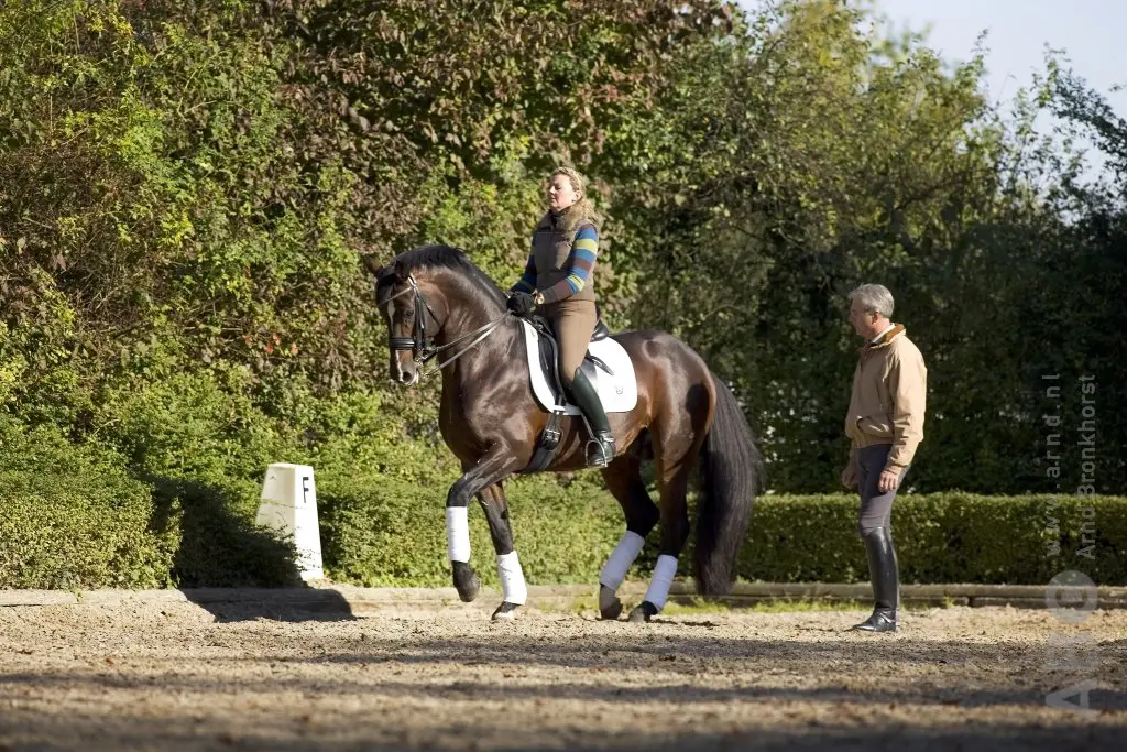 Trakehner elitehengst Münchhausen overleden featured image