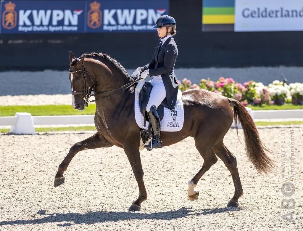 KWPN-hengst Giovanni naar Canada featured image