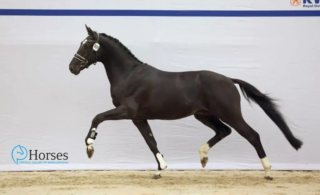 KSS-veilingtopper Tycoon wint twee rubrieken op Dressage at Devon featured image