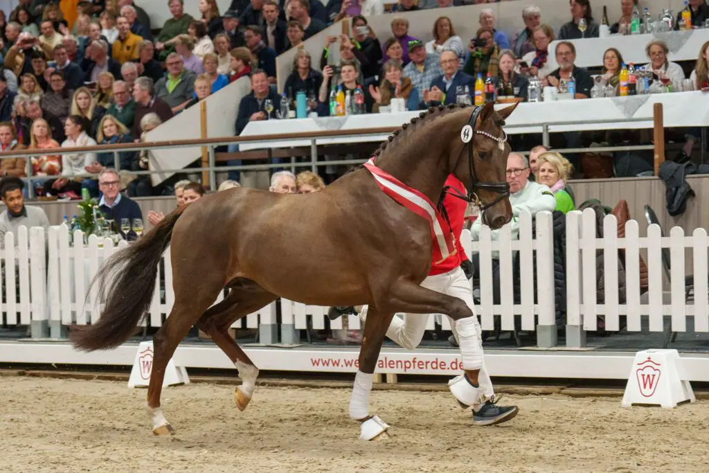 HK Westfalen: Vitalis topleverancier, zes ‘Nederlandse’ hengsten featured image